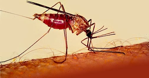 malaria causes