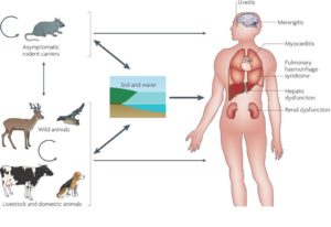 Laptospirosis-symptoms- prevention - treatment