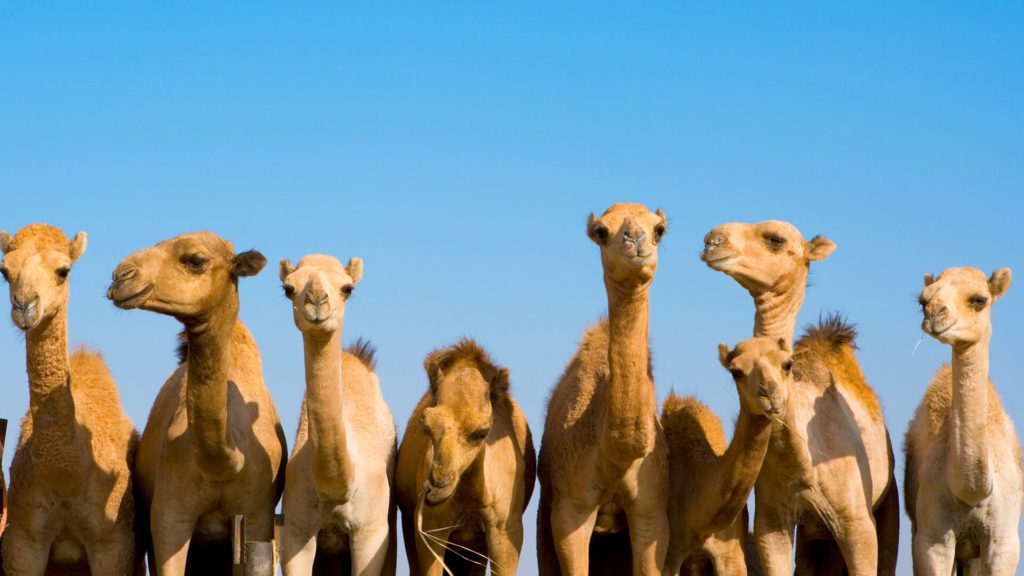 animals_hero_camels