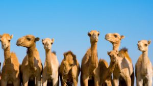 animals_hero_camels